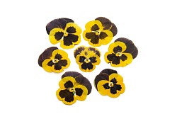 Виола обезвоженная "Черный лимон" плоская 20 шт